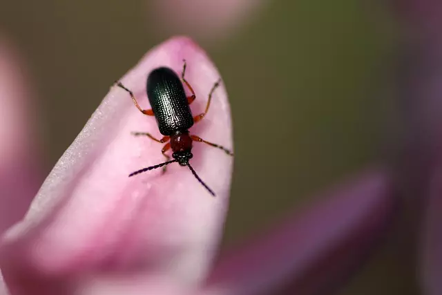 insect control services
