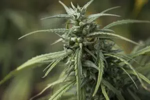 ko-blend-thc-disposable-640x480-67114965.jpeg