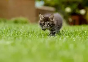 lawn-care-640x480-42617359.jpeg