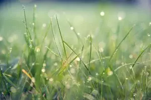 lawn-care-640x480-72507987.jpeg