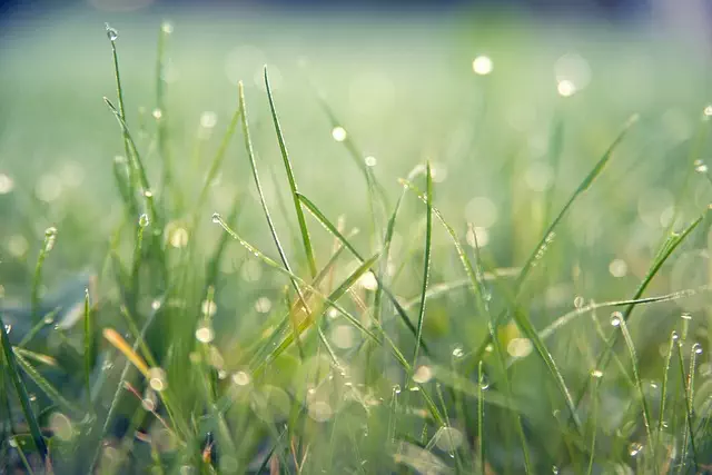lawn-care-640x480-72507987.jpeg