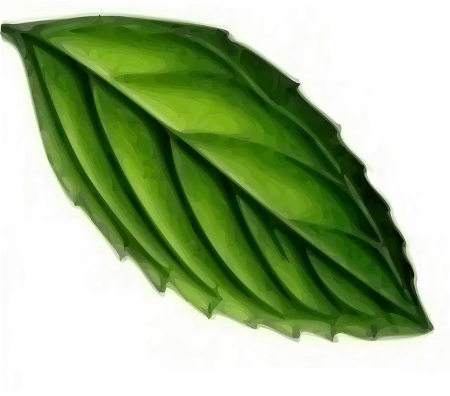 mint-flavored-cbd-tincture-640x480-28443087.png