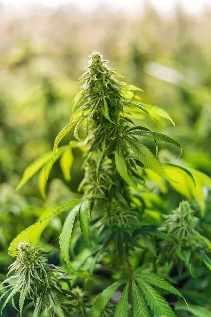 Mint Flavored CBD Tincture