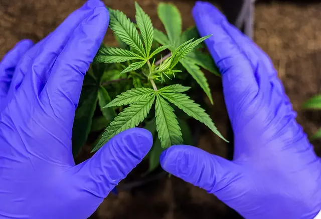 Mint Flavored CBD Tincture