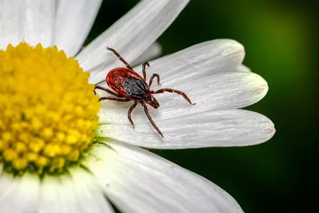 mosquito and tick control