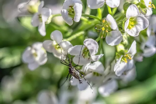 mosquito and tick control