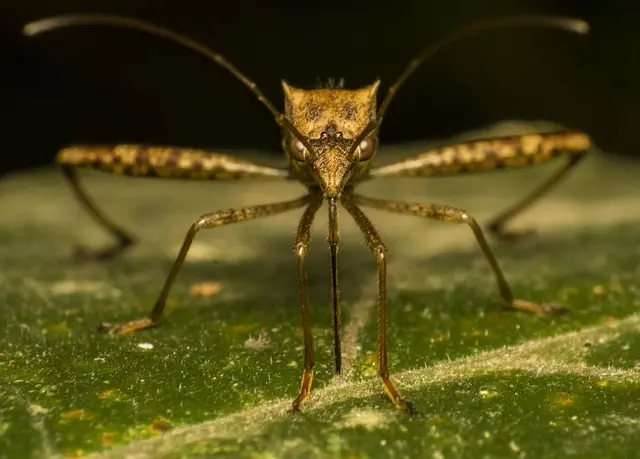 Mosquito Control