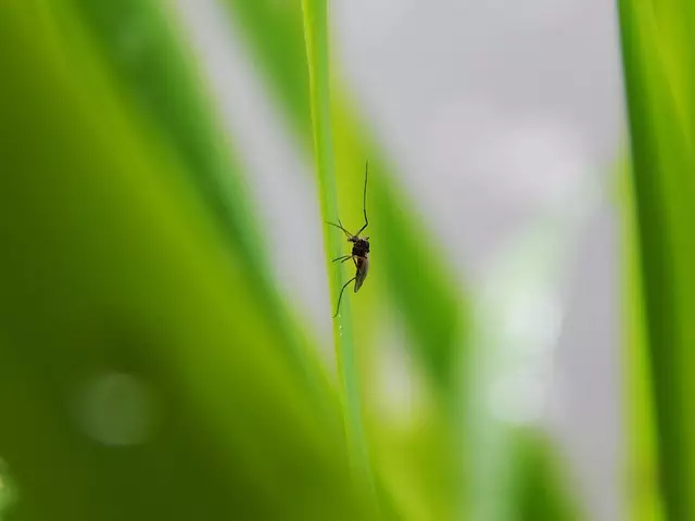 Mosquito Control