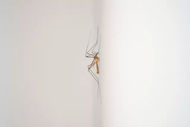 mosquito-control-640x480-29164232.jpeg