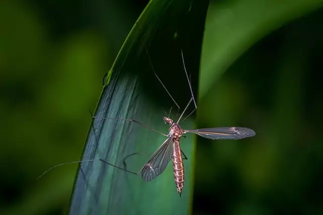 Mosquito Control