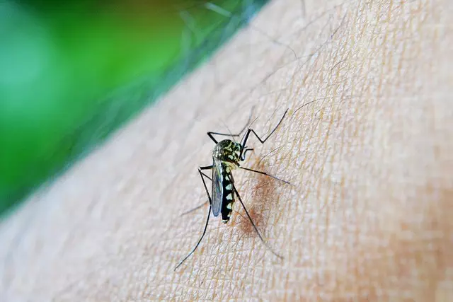 Mosquito Control