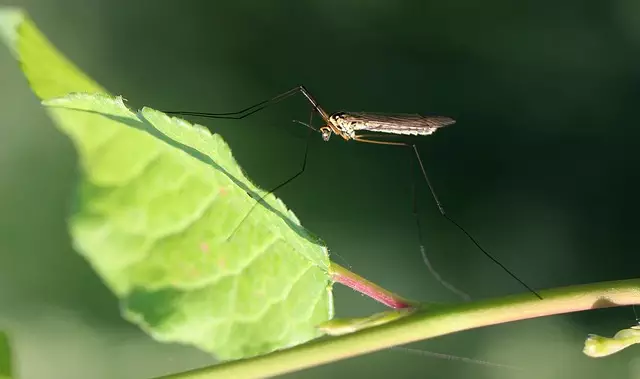 Mosquito Control