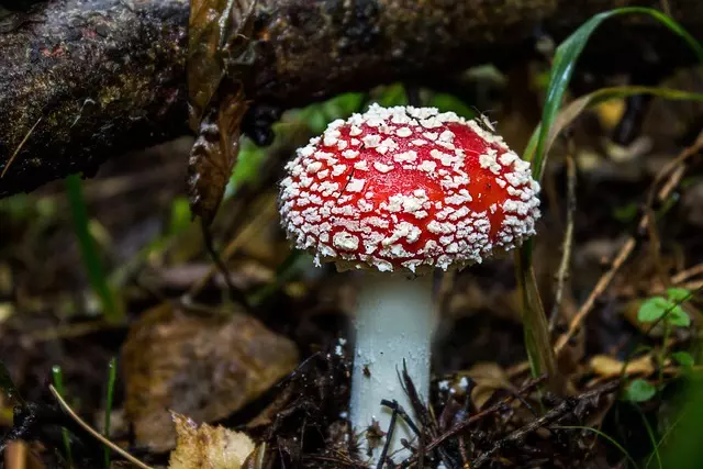 Mushroom Gummies for Focus