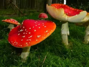 mushroom-gummies-for-focus-640x480-58871577.jpeg