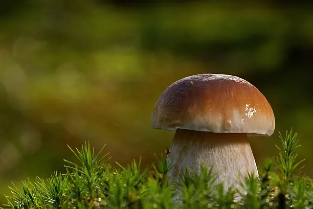 Mushroom Gummies for Focus