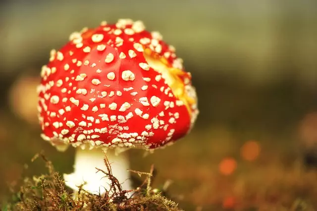 Mushroom Gummies for Focus