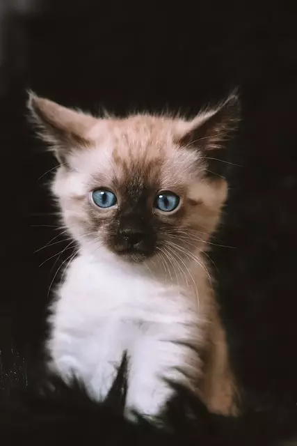 online pet marketplace