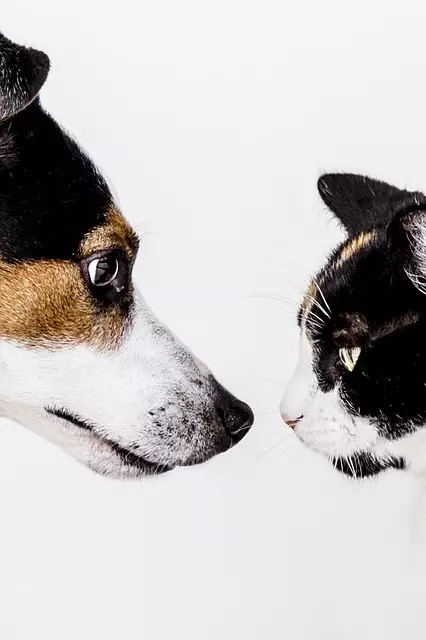online pet marketplace