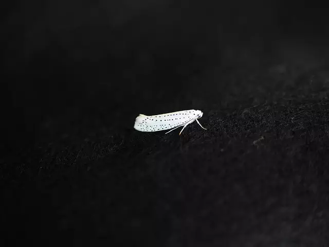 pest-exterminator-640x480-25604554.jpeg