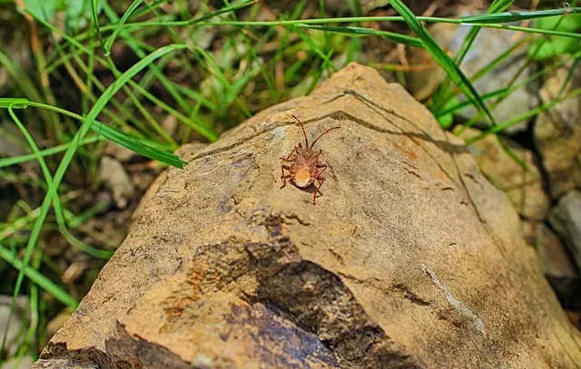 pest-exterminator-640x480-3332435.jpeg