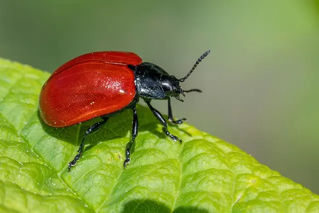 pest-exterminator-640x480-47111085.jpeg