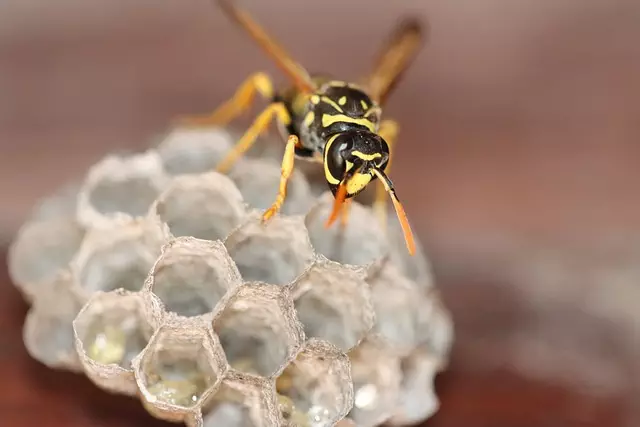 pest exterminator