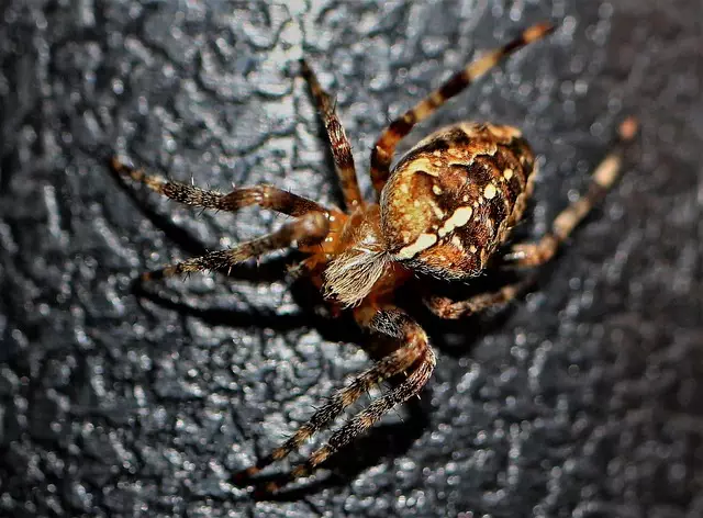 pest exterminator
