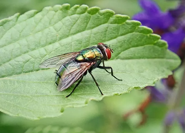 pest-exterminator-640x480-51997979.jpeg