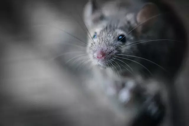 pest exterminator