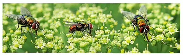 pest-exterminator-640x480-62084348.jpeg