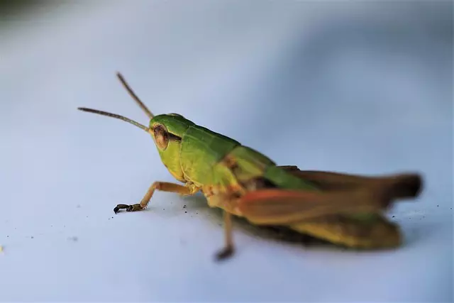 pest-exterminator-640x480-64208168.jpeg
