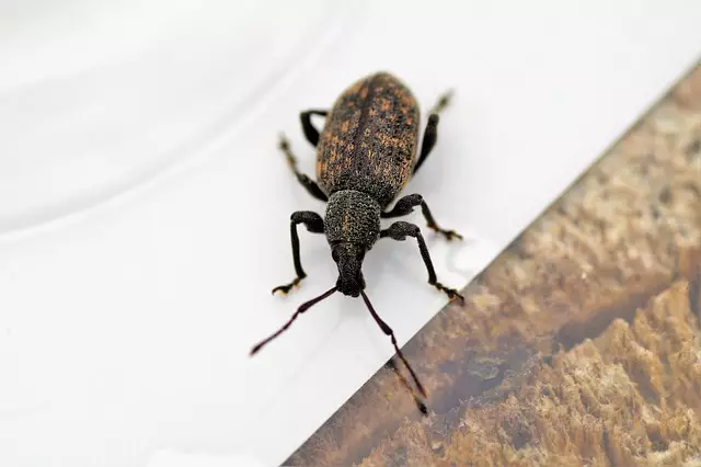 pest exterminator