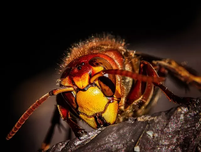 pest exterminator