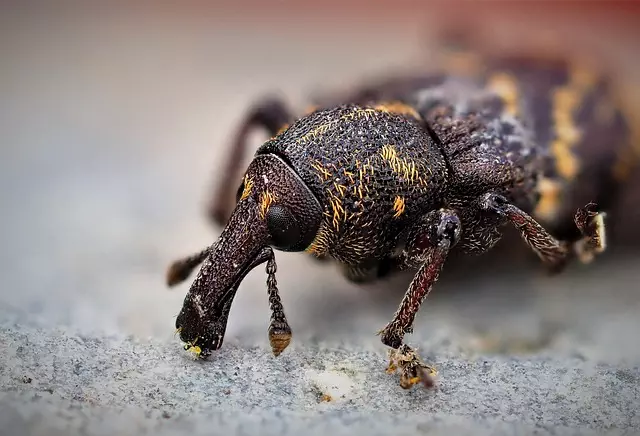 pest exterminator