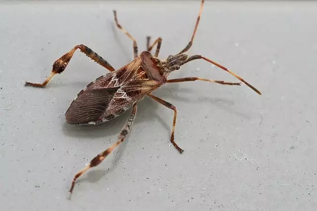 pest exterminator