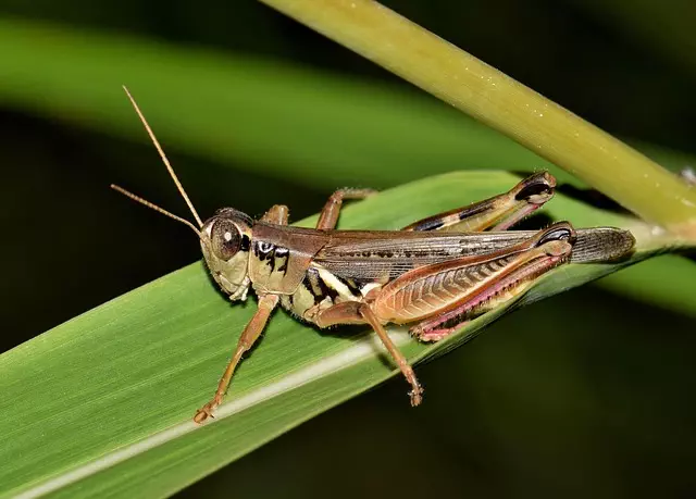 pest-exterminator-640x480-92251011.jpeg