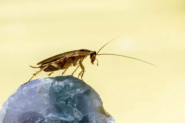 pest exterminator