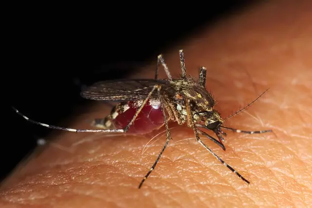 pest-exterminator-640x480-98992152.jpeg