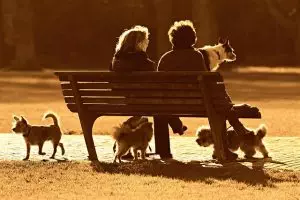 pet-sitting-640x480-14642360.jpeg