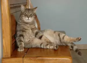 pet-sitting-640x480-16202703.jpeg