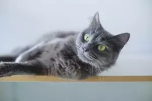 pet-sitting-640x480-69877963.jpeg