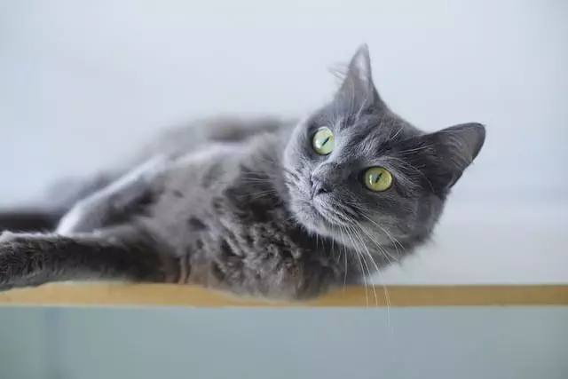 pet-sitting-640x480-69877963.jpeg