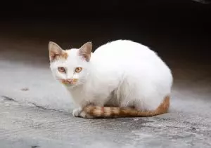 pet-sitting-640x480-79554643.jpeg