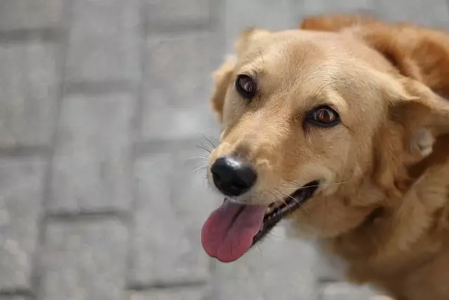 Pet Stain Cleaning