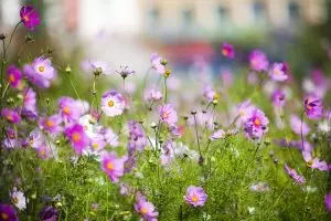 pure-cbd-isolate-640x480-83841044.jpeg