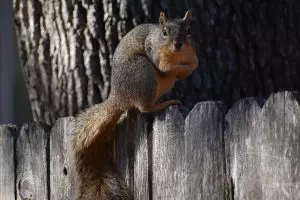 rodent-control-640x480-19367372.jpeg