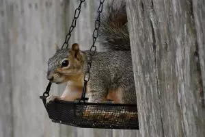 rodent-control-640x480-29911205.jpeg