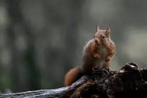 rodent-control-640x480-35177057.jpeg