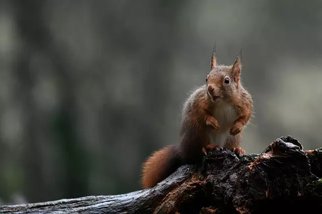 rodent-control-640x480-35177057.jpeg