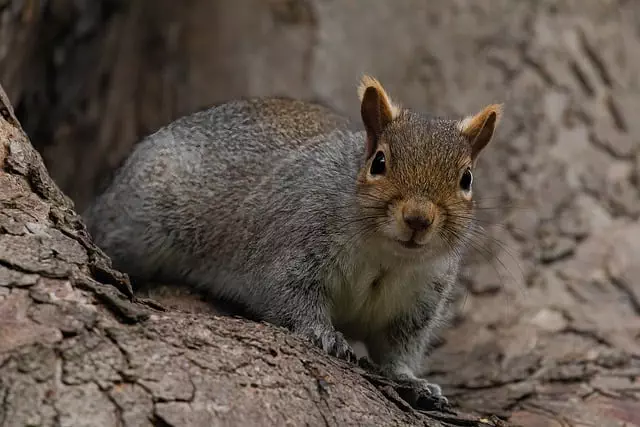 Rodent Control